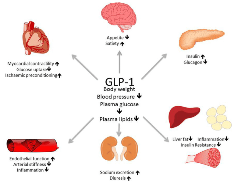 Image result for GLP-1 anaphylaxis symptoms withdrawal - Glp-1 Anaphylaxis Symptoms Withdrawal