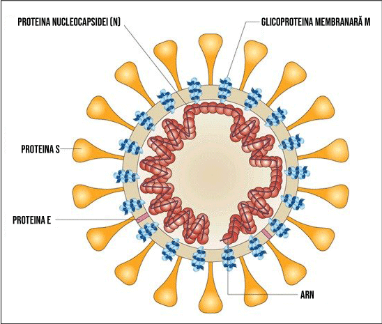 Structura coronavirus