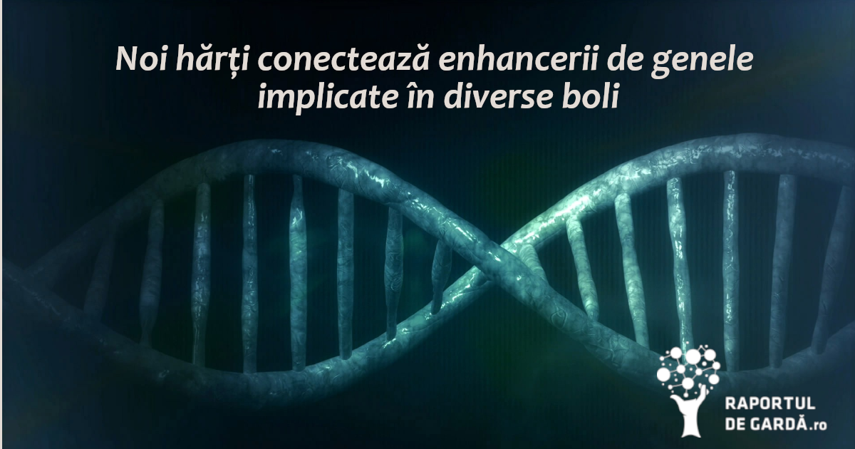 Un nou model prezice genele țintă ale enhancerilor