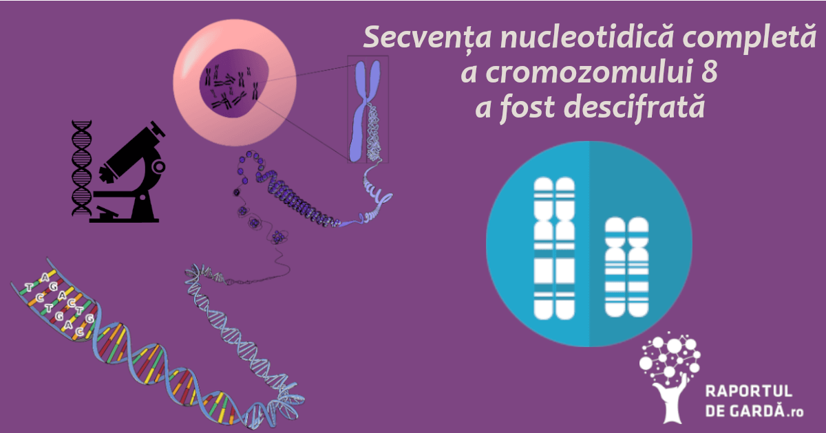 Structură cromozom 8