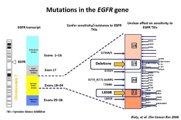 FDA Aprob Prima Terapie intit Pentru Cancerul Pulmonar Non fda-aprob-prima-terapie-intit-pentru-cancerul-pulmonar-non
