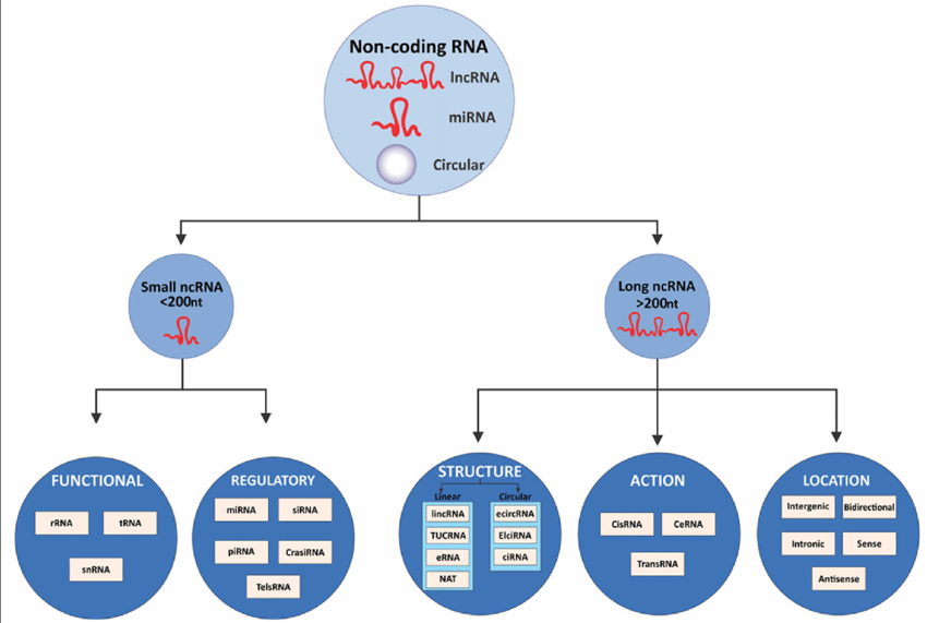 Tipuri ARN necodant