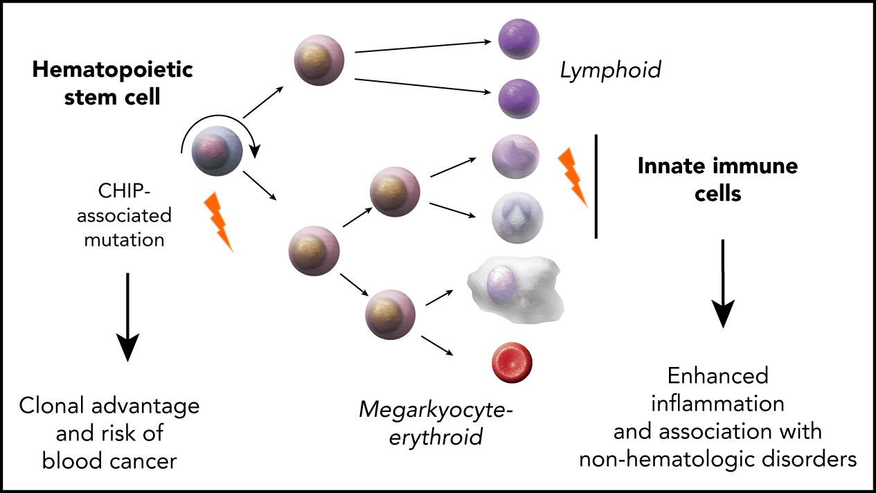 Celule stem hematopoietice