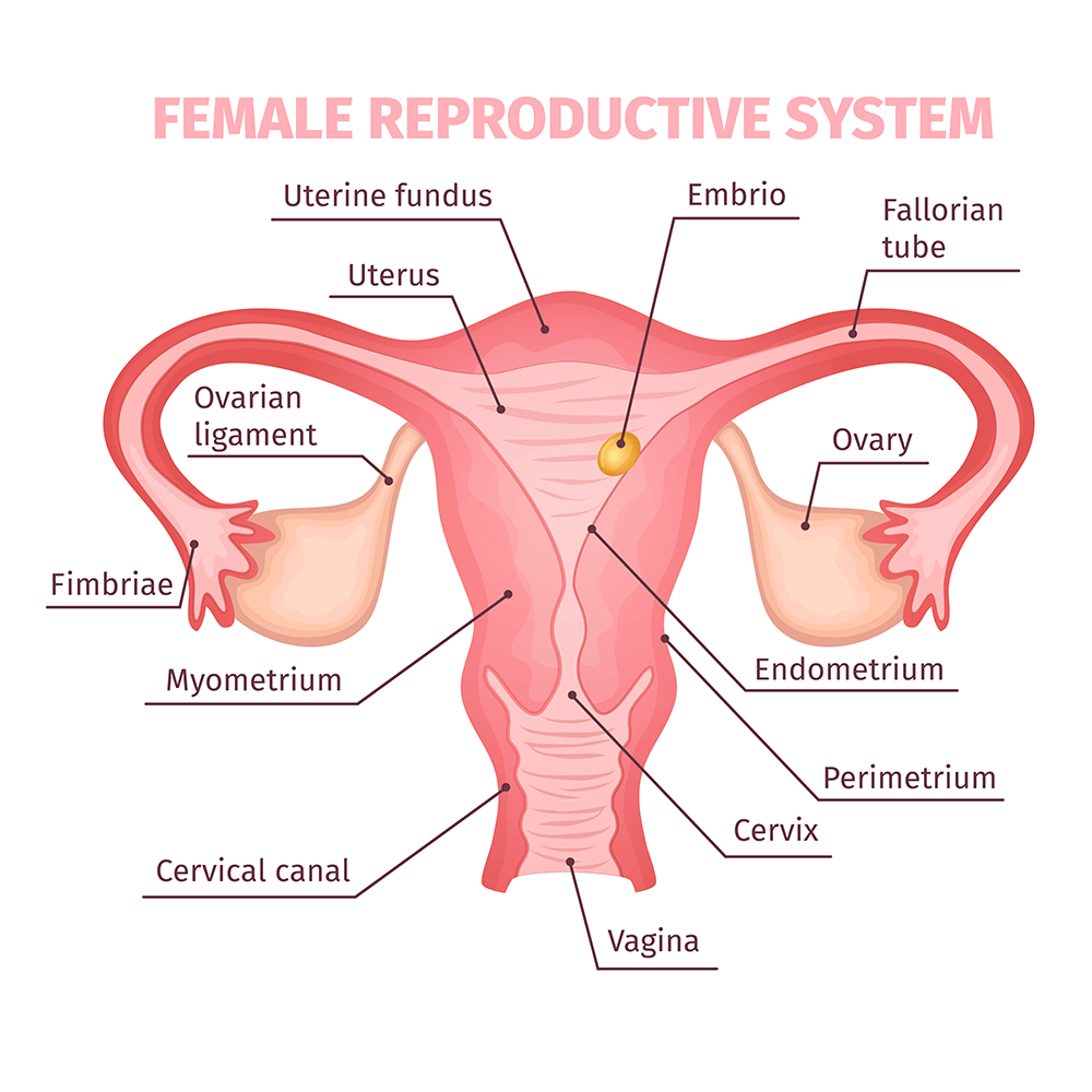 Ilustrarea functiilor reproductive la femei