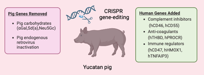 Porc modificat genetic CRISPR