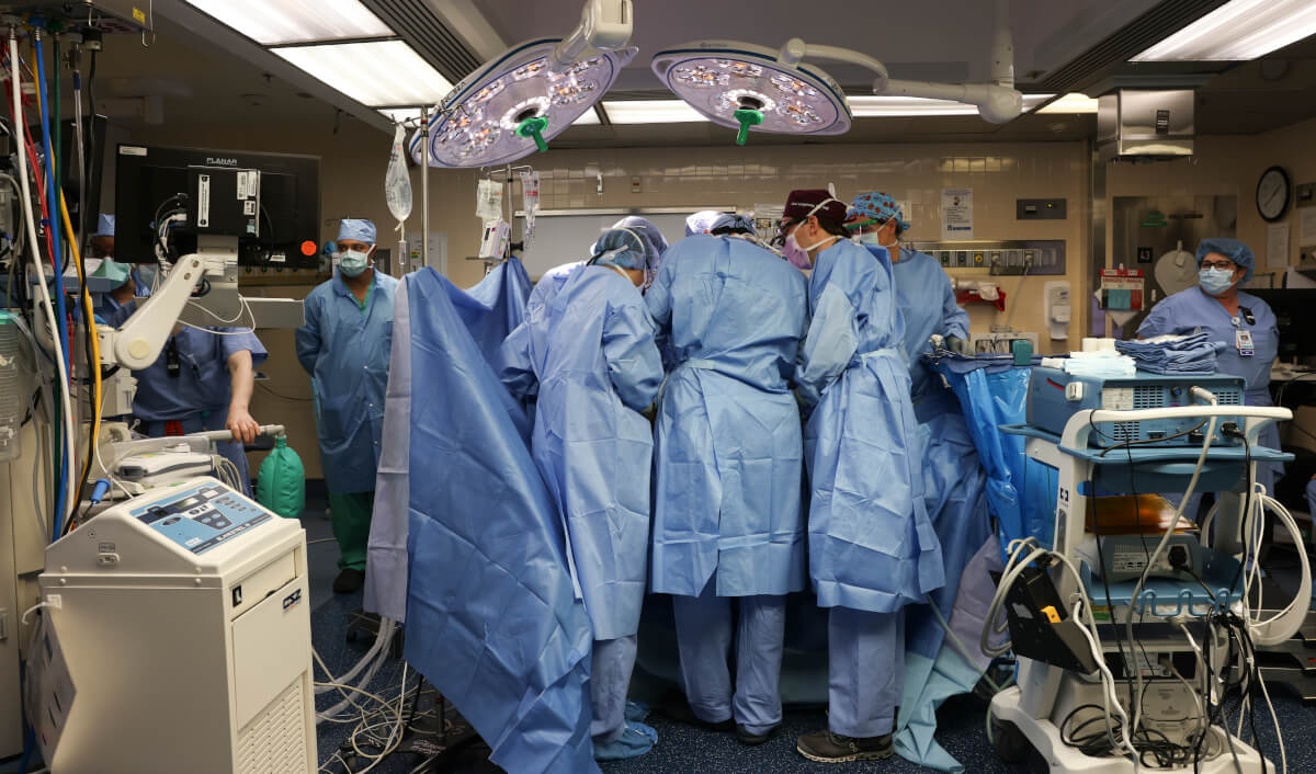 Primul transplant de rinichi de porc la om