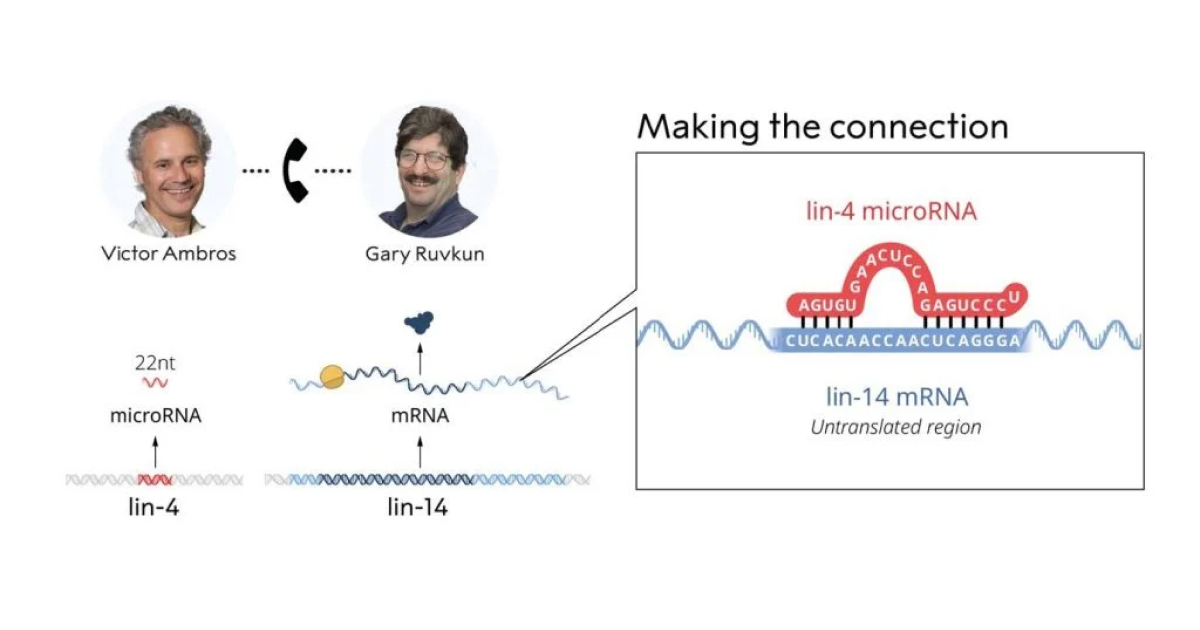 complementaritate microARN lin-4 si lin-14