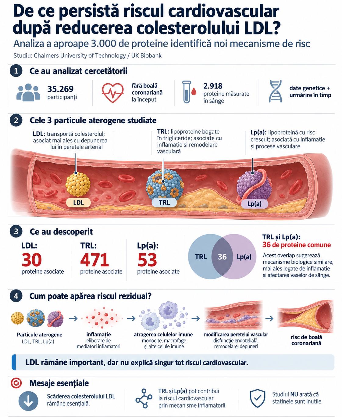 Infografic despre rolul lipoproteinelor LDL, TRL și Lp(a) în riscul cardiovascular, ilustrând mecanismele de inflamație, activare imună și remodelare vasculară identificate prin analiza a aproape 3.000 de proteine.